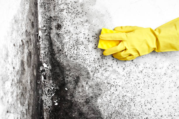 Best Mold Remediation for Specific Building Types in Lusk, WY