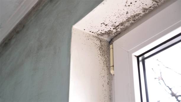 Best Attic Mold Remediation in Lusk, WY