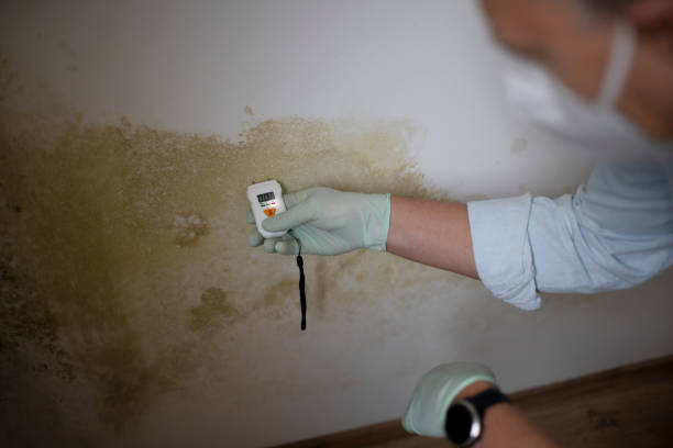 Best Localized Mold Remediation (e.g., coastal areas, humid climates) in Lusk, WY