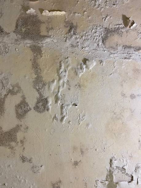 Best Black Mold Remediation in Lusk, WY