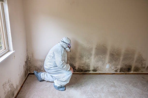 Best Crawl Space Mold Remediation in Lusk, WY