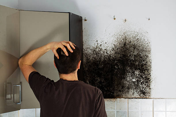 Best Kitchen Mold Remediation in Lusk, WY